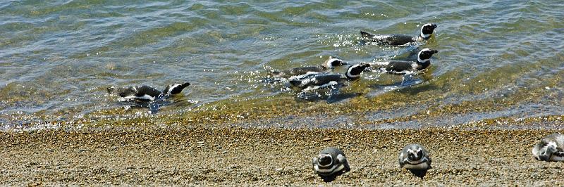 20071209 115559 D2X 4200x1400.jpg - Penguin, Puerto Madryn